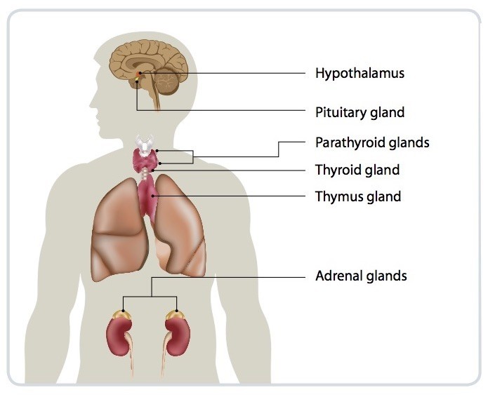 Endocrine System